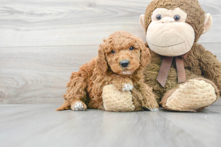 Meet Spencer - our Mini Goldendoodle Puppy Photo 1/3 - Puppy Love PR Mini Goldendoodle Puppy for Adoption