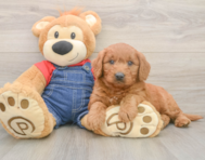 6 week old Mini Goldendoodle Puppy For Sale - Puppy Love PR
