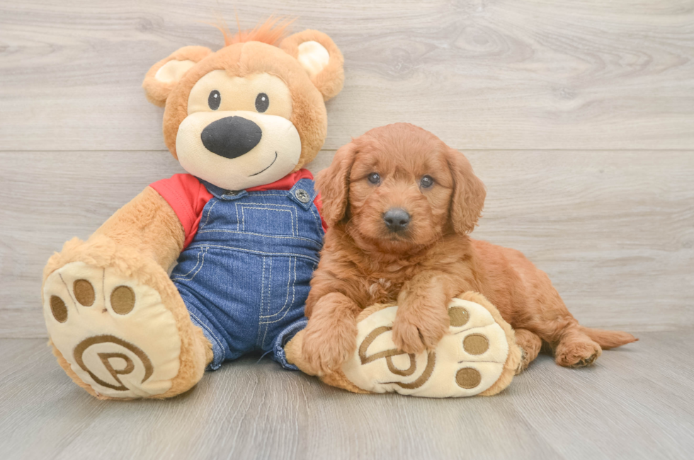 5 week old Mini Goldendoodle Puppy For Sale - Puppy Love PR