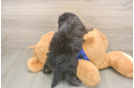 Friendly Mini Goldendoodle Baby