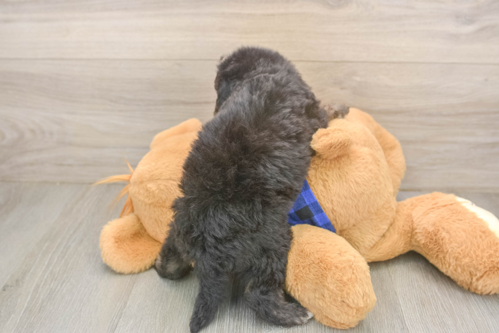 Friendly Mini Goldendoodle Baby