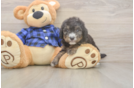 Smart Mini Goldendoodle Poodle Mix Pup