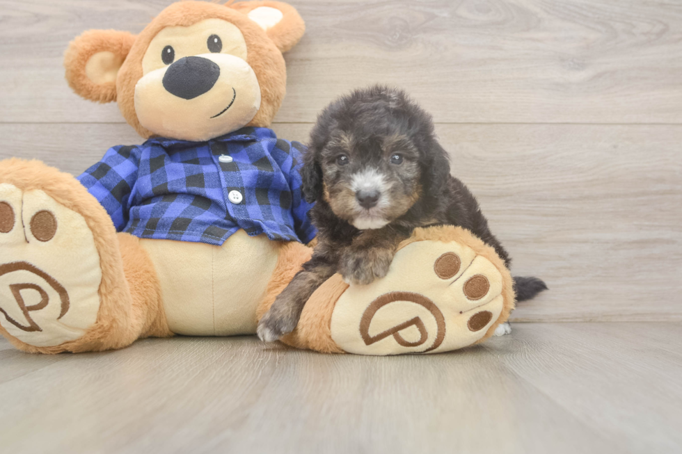Smart Mini Goldendoodle Poodle Mix Pup