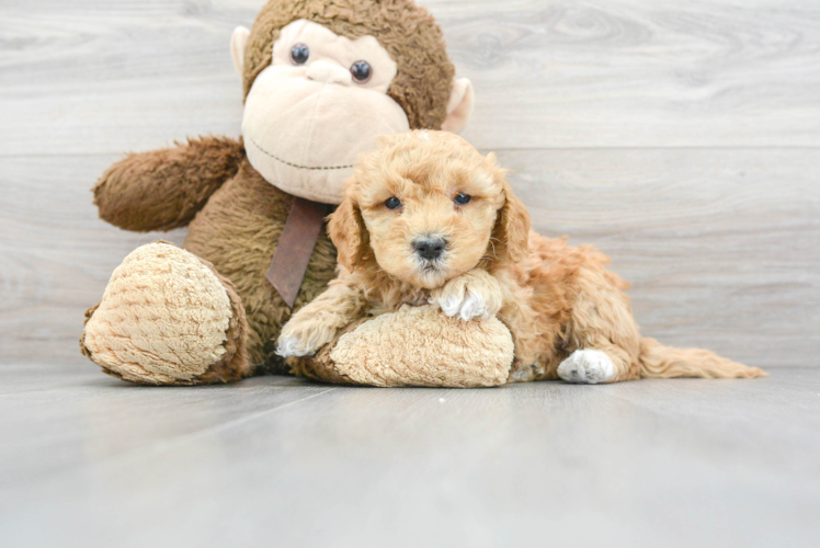 Funny Mini Goldendoodle Poodle Mix Pup