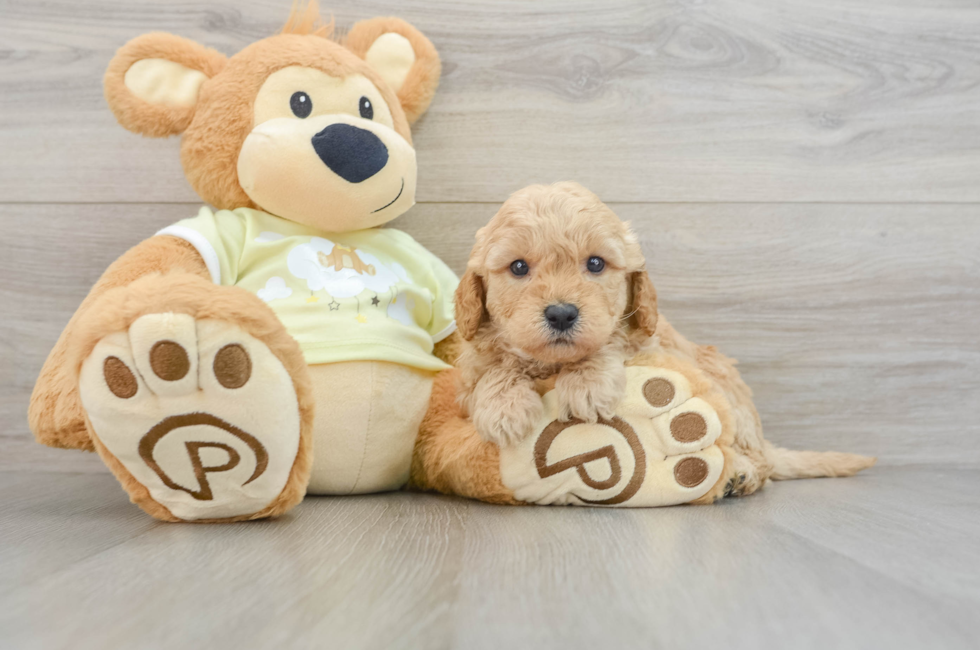 6 week old Mini Goldendoodle Puppy For Sale - Puppy Love PR