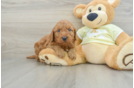 Mini Goldendoodle Puppy for Adoption