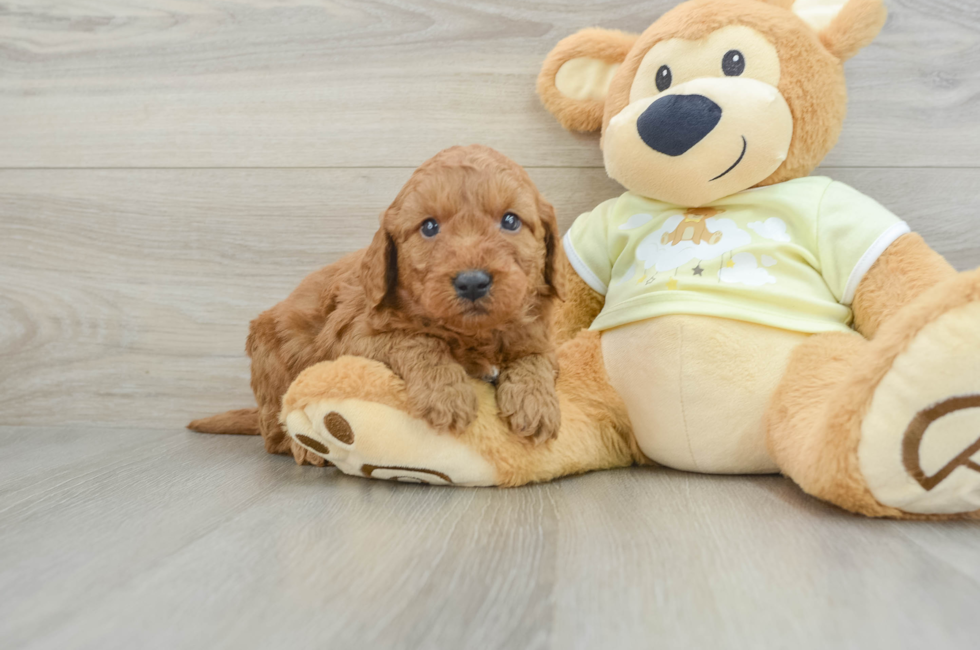 6 week old Mini Goldendoodle Puppy For Sale - Puppy Love PR