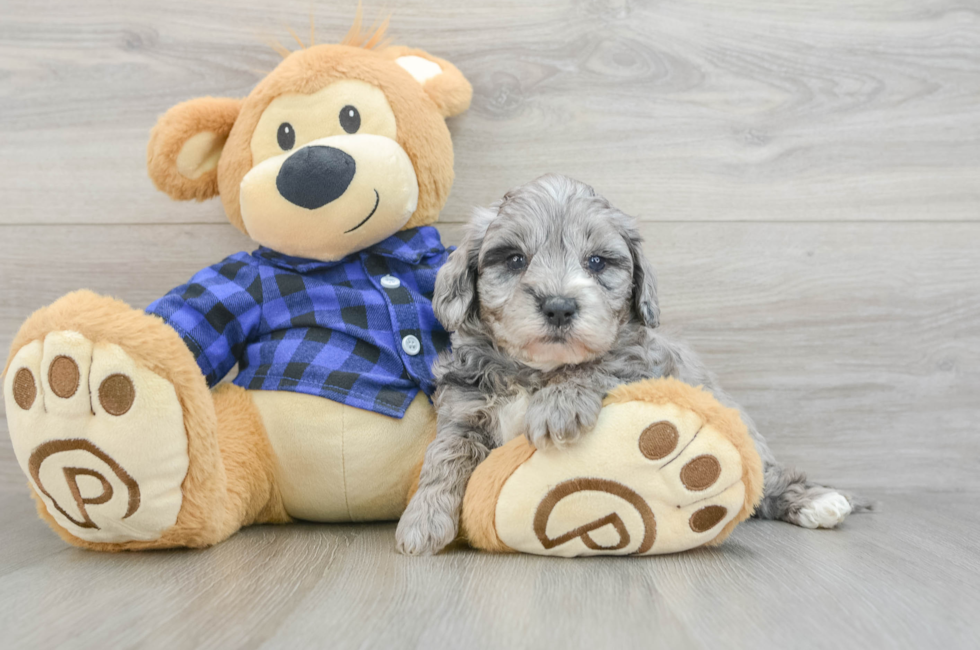 6 week old Mini Goldendoodle Puppy For Sale - Puppy Love PR