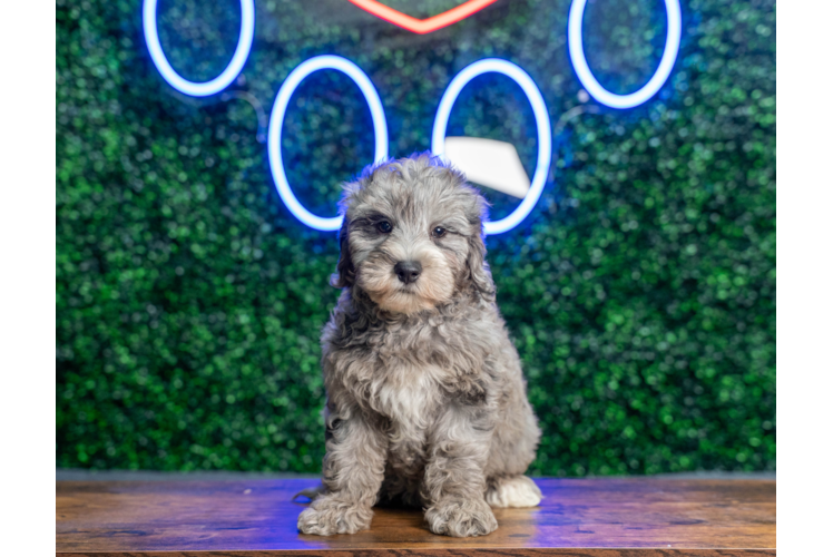 Best Mini Goldendoodle Baby