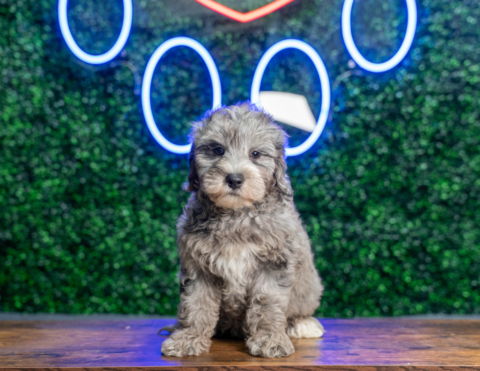 Best Mini Goldendoodle Baby