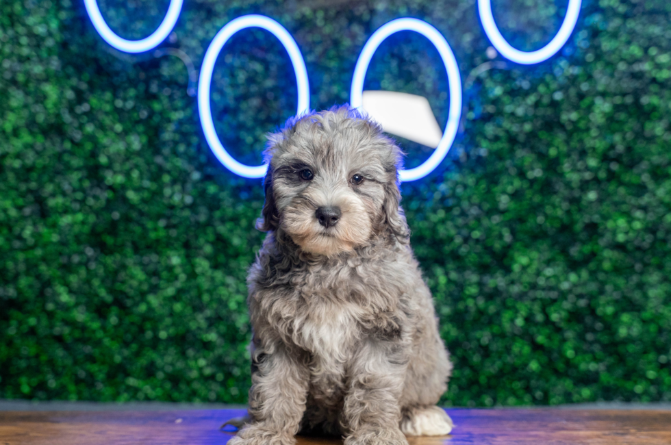 9 week old Mini Goldendoodle Puppy For Sale - Puppy Love PR