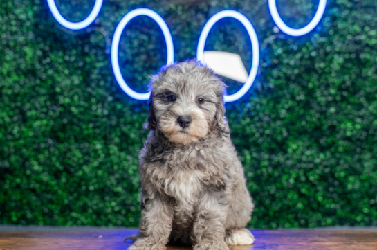 Best Mini Goldendoodle Baby