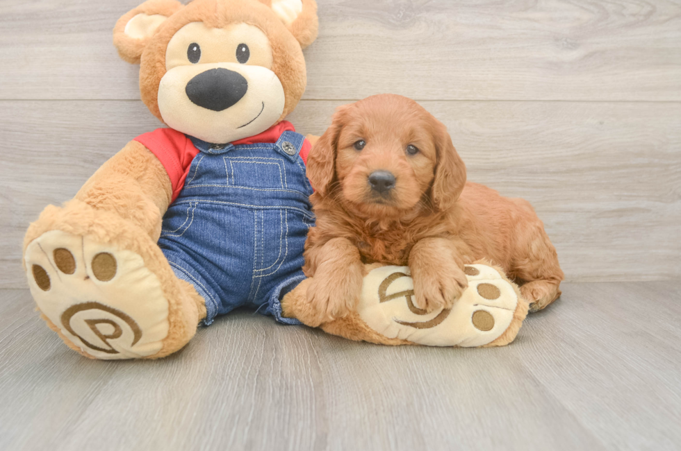 5 week old Mini Goldendoodle Puppy For Sale - Puppy Love PR