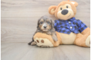 Mini Goldendoodle Pup Being Cute