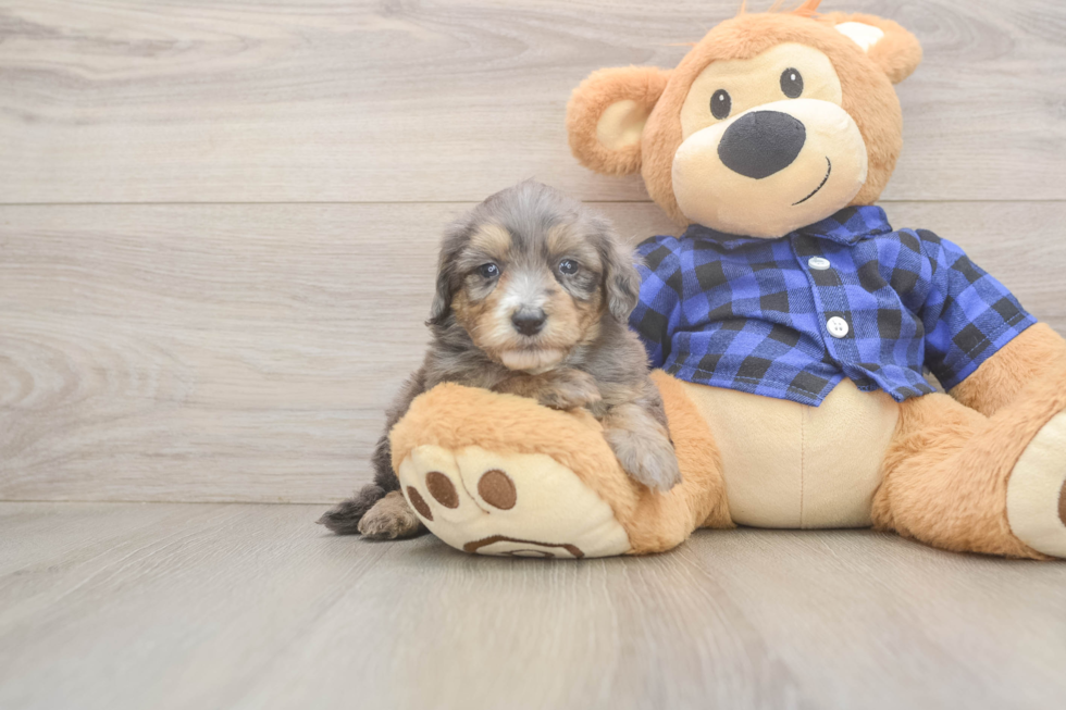 Mini Goldendoodle Pup Being Cute