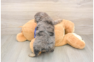 Mini Goldendoodle Puppy for Adoption
