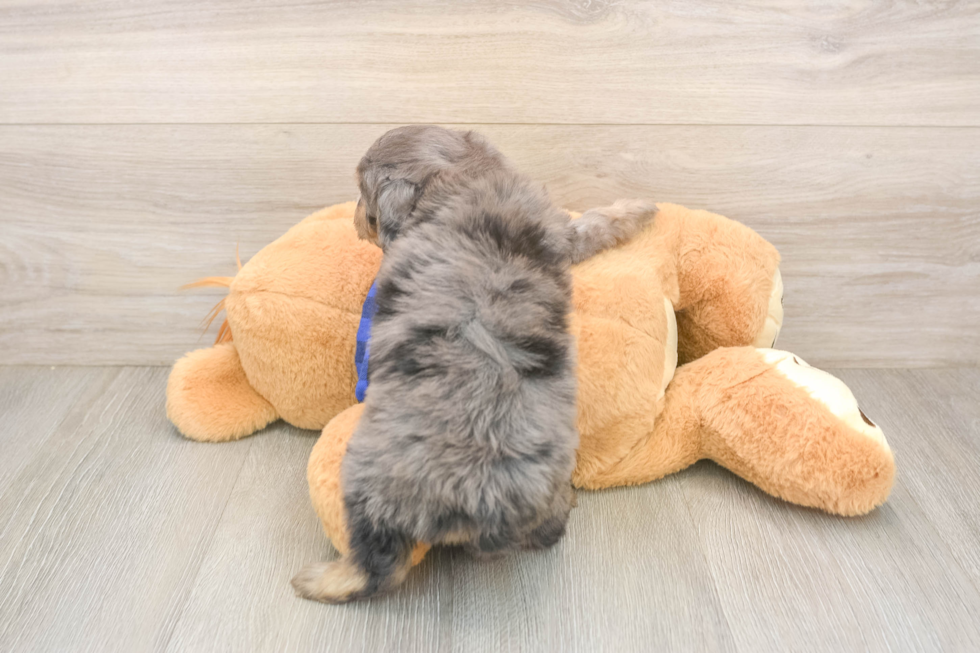 Mini Goldendoodle Puppy for Adoption