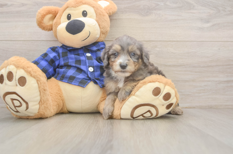 5 week old Mini Goldendoodle Puppy For Sale - Puppy Love PR