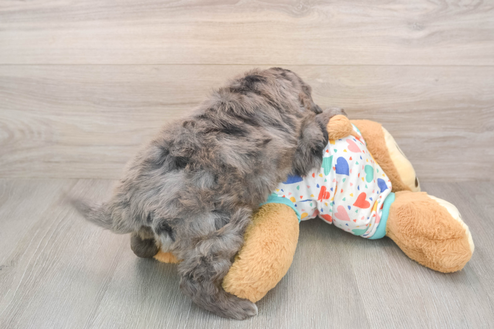 Best Mini Goldendoodle Baby