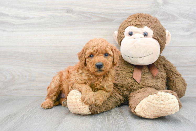 Adorable Golden Retriever Poodle Mix Puppy