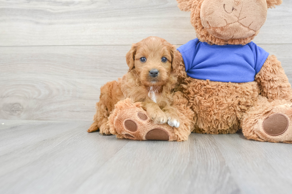 6 week old Mini Goldendoodle Puppy For Sale - Puppy Love PR