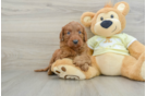 Cute Mini Goldendoodle Baby