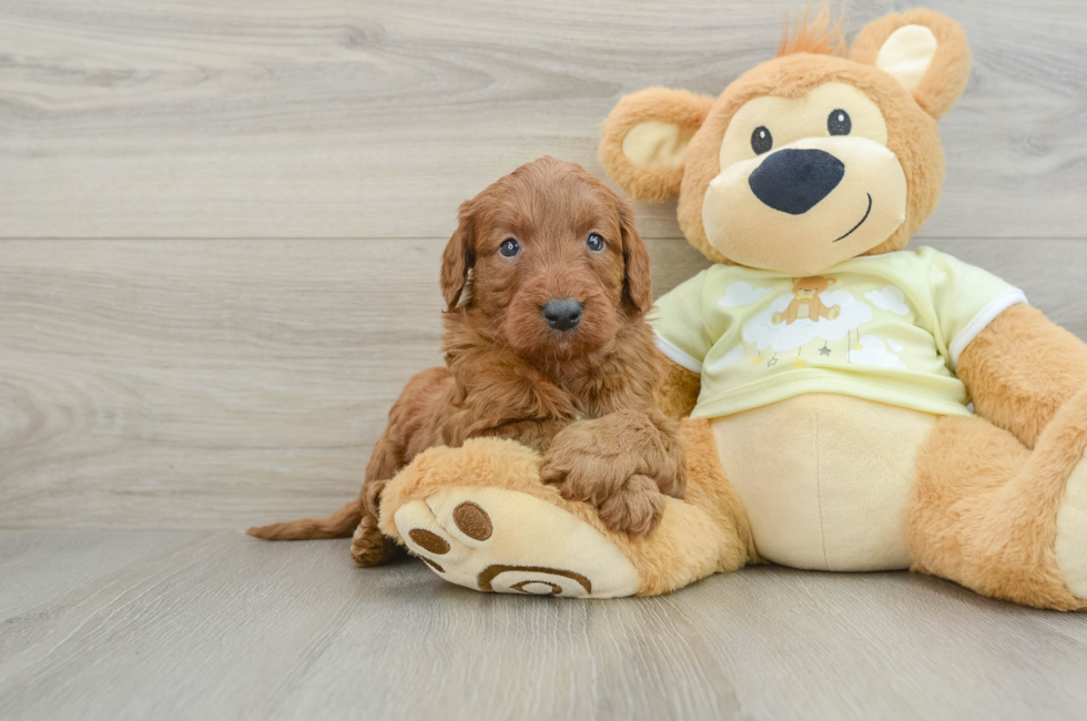 6 week old Mini Goldendoodle Puppy For Sale - Puppy Love PR