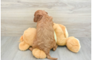 Adorable Golden Retriever Poodle Mix Poodle Mix Puppy