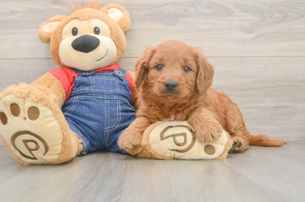 5 week old Mini Goldendoodle Puppy For Sale - Puppy Love PR