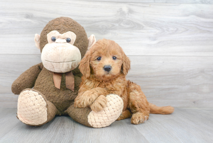 Cute Golden Retriever Poodle Mix Puppy