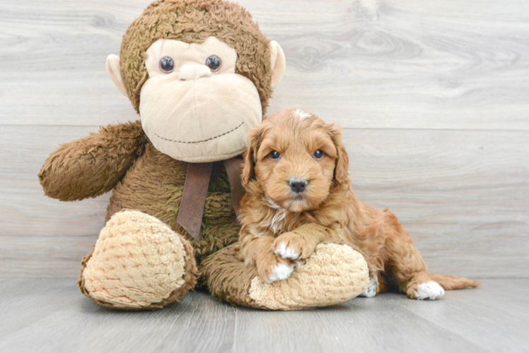 Meet Stewie - our Mini Goldendoodle Puppy Photo 1/3 - Puppy Love PR Mini Goldendoodle Puppy for Adoption