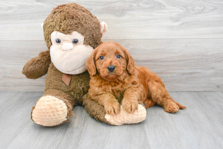 Meet Sweetie - our Mini Goldendoodle Puppy Photo 1/3 - Puppy Love PR Best Mini Goldendoodle Baby