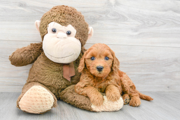 Smart Mini Goldendoodle Poodle Mix Pup