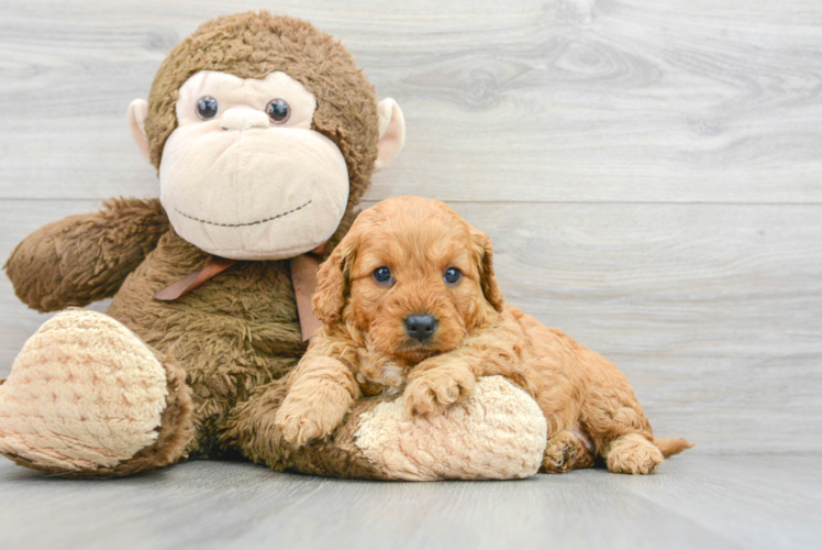 Playful Golden Retriever Poodle Mix Puppy