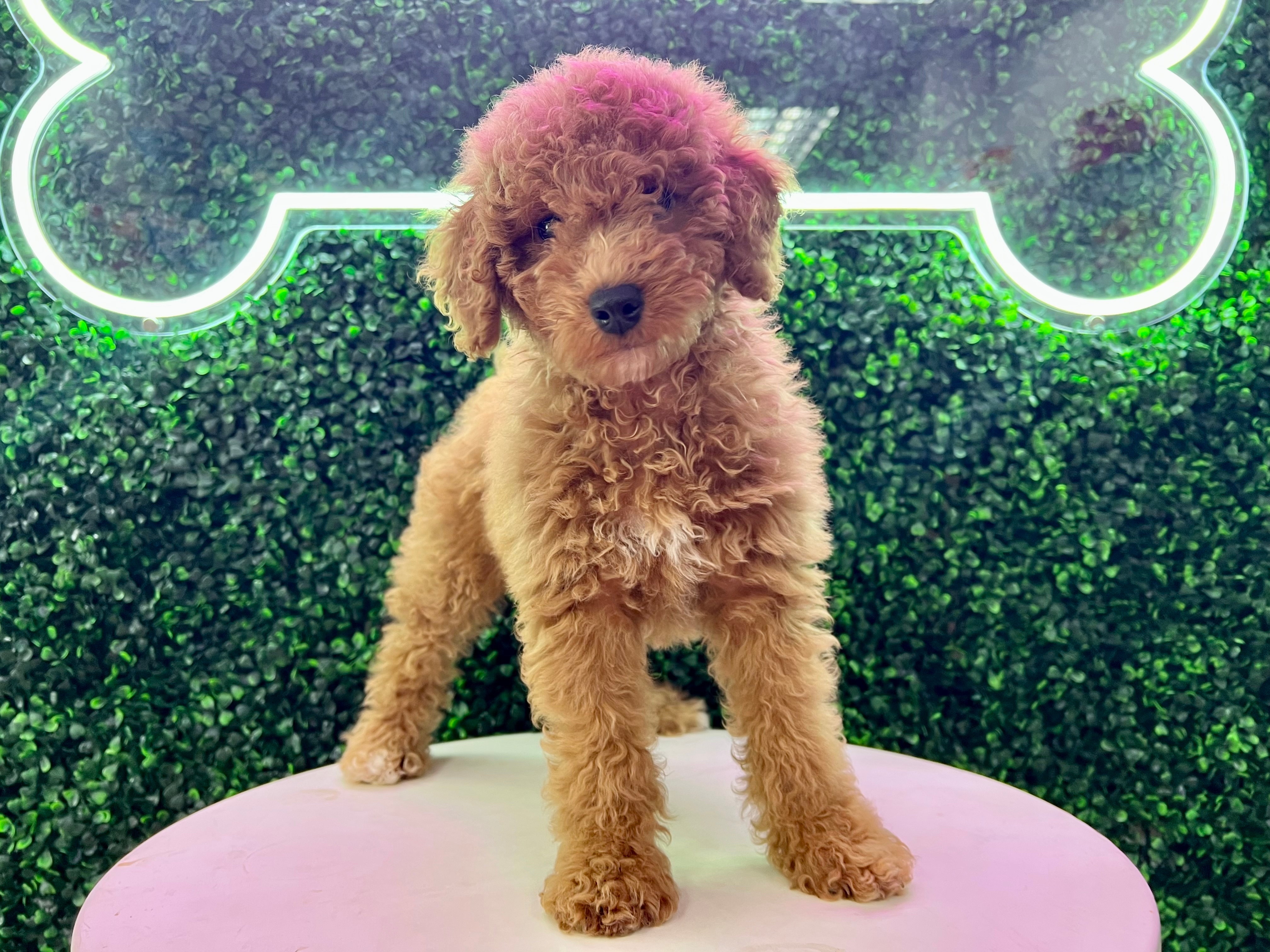 Mini Goldendoodle Puppy for Adoption