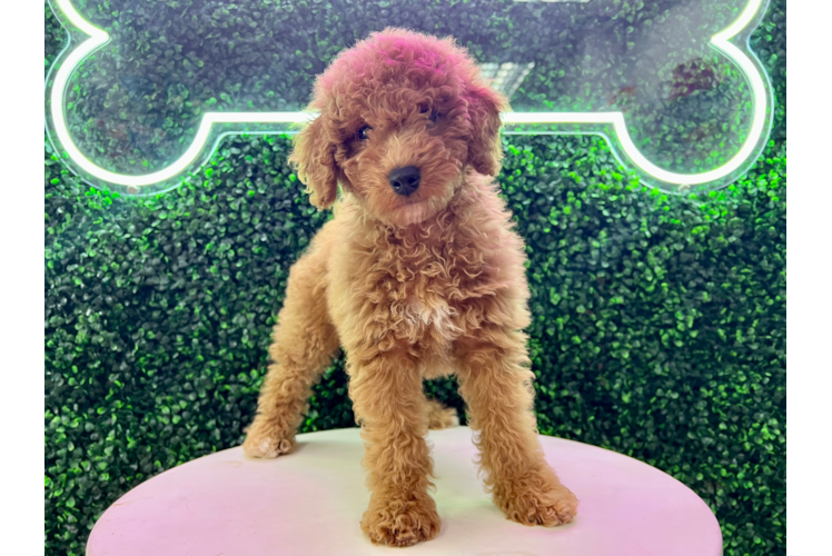 Meet Sunday - our Mini Goldendoodle Puppy Photo 1/4 - Puppy Love PR Mini Goldendoodle Puppy for Adoption
