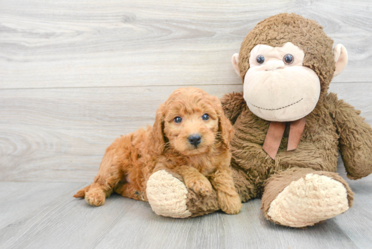 Meet Sunday - our Mini Goldendoodle Puppy Photo 1/3 - Puppy Love PR Best Mini Goldendoodle Baby