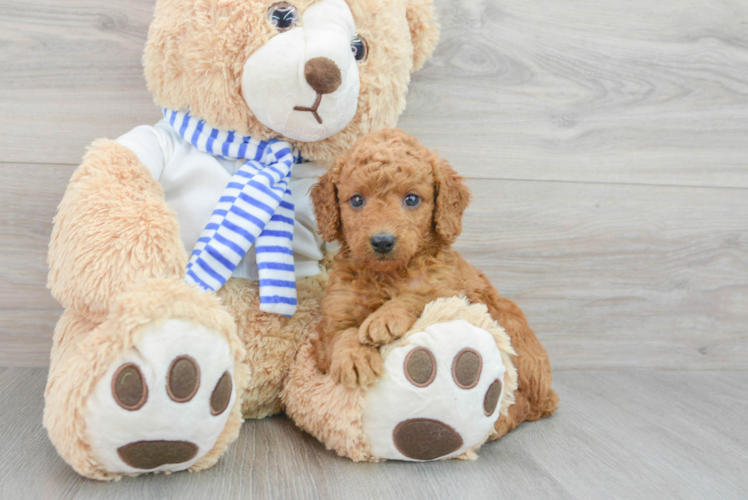 Meet Sunday - our Mini Goldendoodle Puppy Photo 1/3 - Puppy Love PR Mini Goldendoodle Pup Being Cute