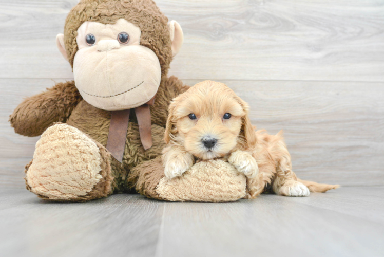 Meet Sunday - our Mini Goldendoodle Puppy Photo 1/2 - Puppy Love PR Best Mini Goldendoodle Baby