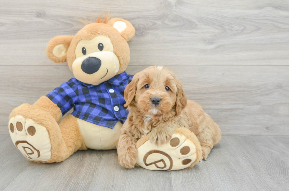 7 week old Mini Goldendoodle Puppy For Sale - Puppy Love PR