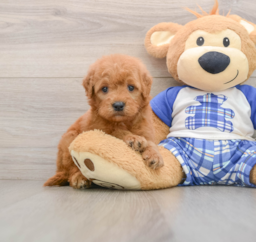 7 week old Mini Goldendoodle Puppy For Sale - Puppy Love PR