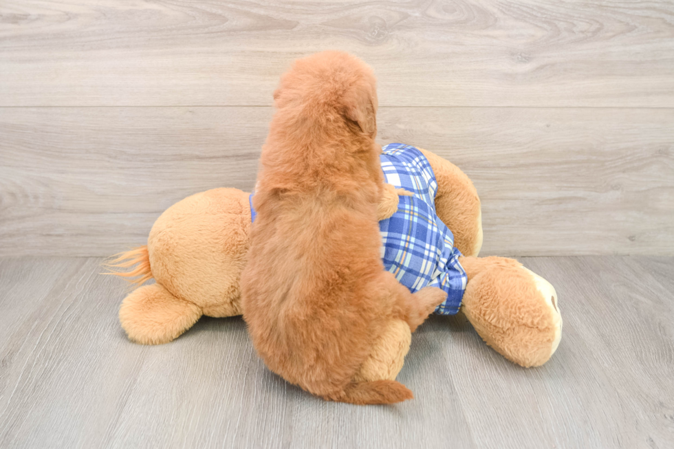 Mini Goldendoodle Puppy for Adoption