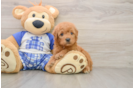 Mini Goldendoodle Pup Being Cute
