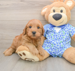 8 week old Mini Goldendoodle Puppy For Sale - Puppy Love PR