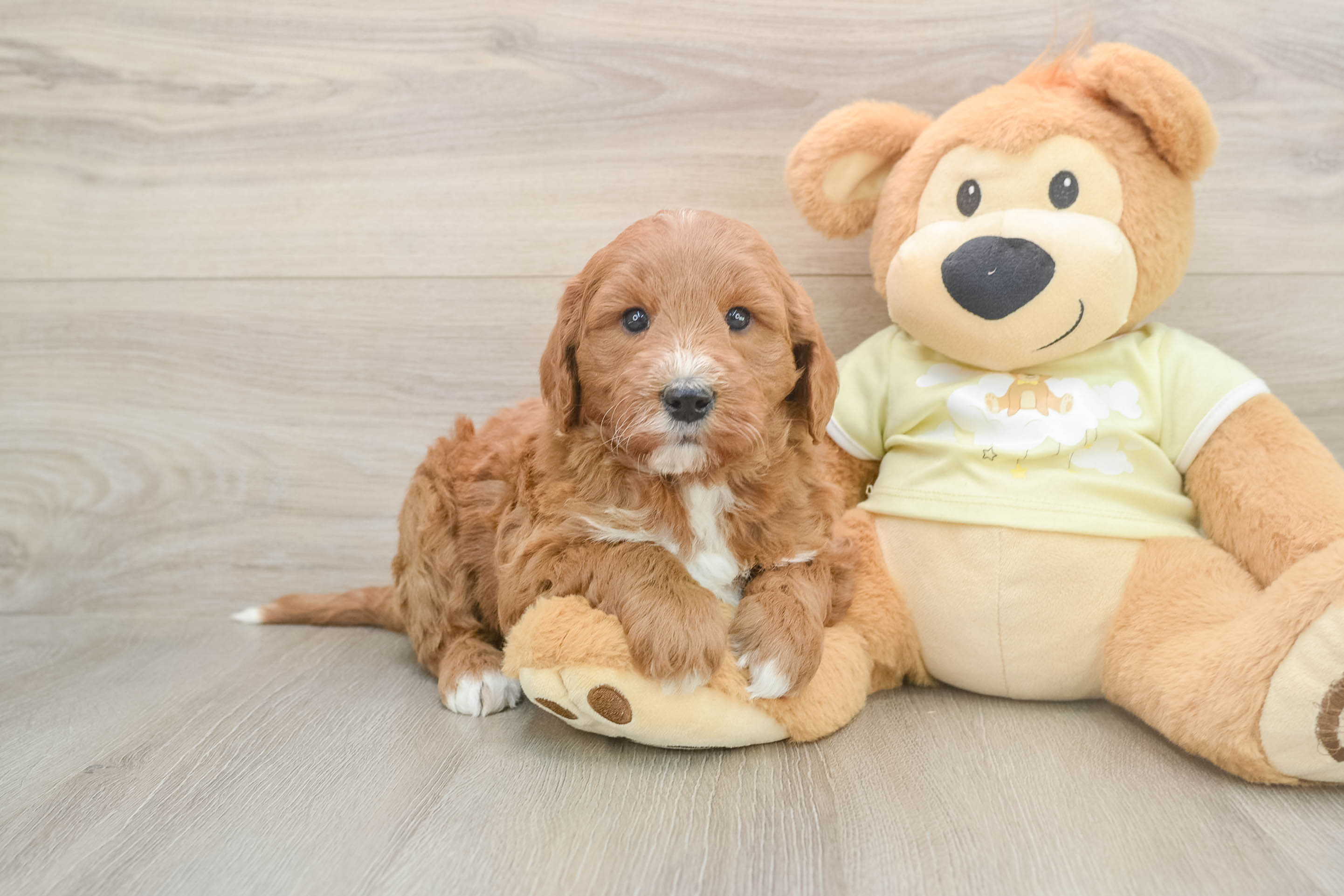 Mini Goldendoodle Puppy for Adoption