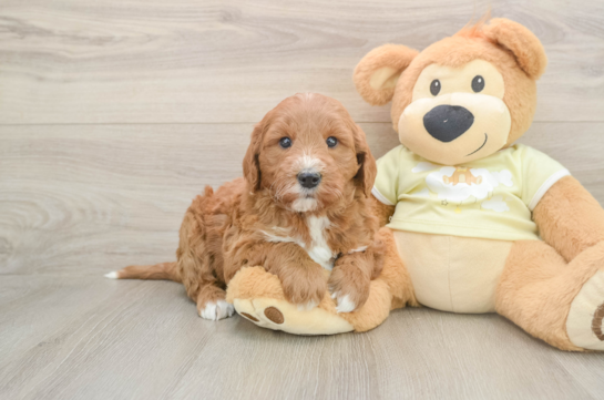 T BONE, a Mini Goldendoodle littermate