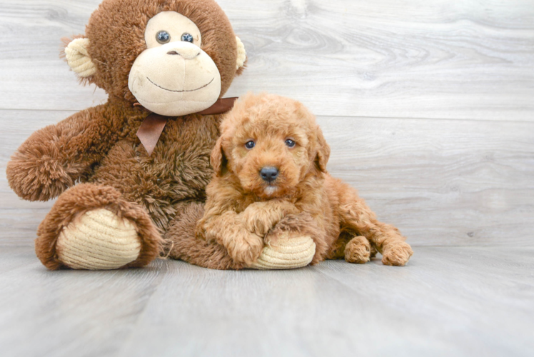 Meet T-Bone - our Mini Goldendoodle Puppy Photo 1/3 - Puppy Love PR Best Mini Goldendoodle Baby