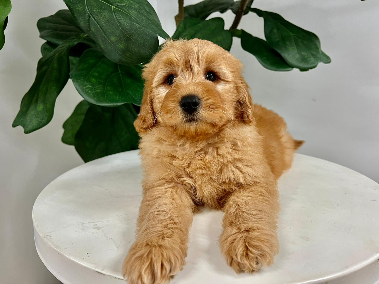 Cute Mini Goldendoodle Poodle Mix Pup
