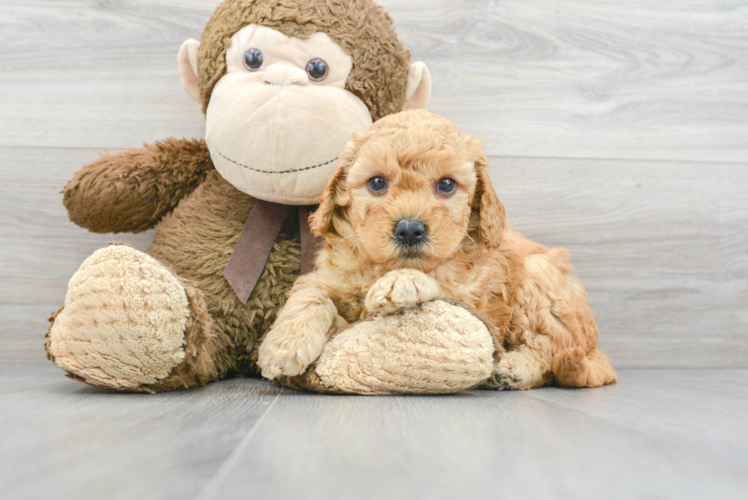 Meet T-Bone - our Mini Goldendoodle Puppy Photo 1/3 - Puppy Love PR Mini Goldendoodle Puppy for Adoption
