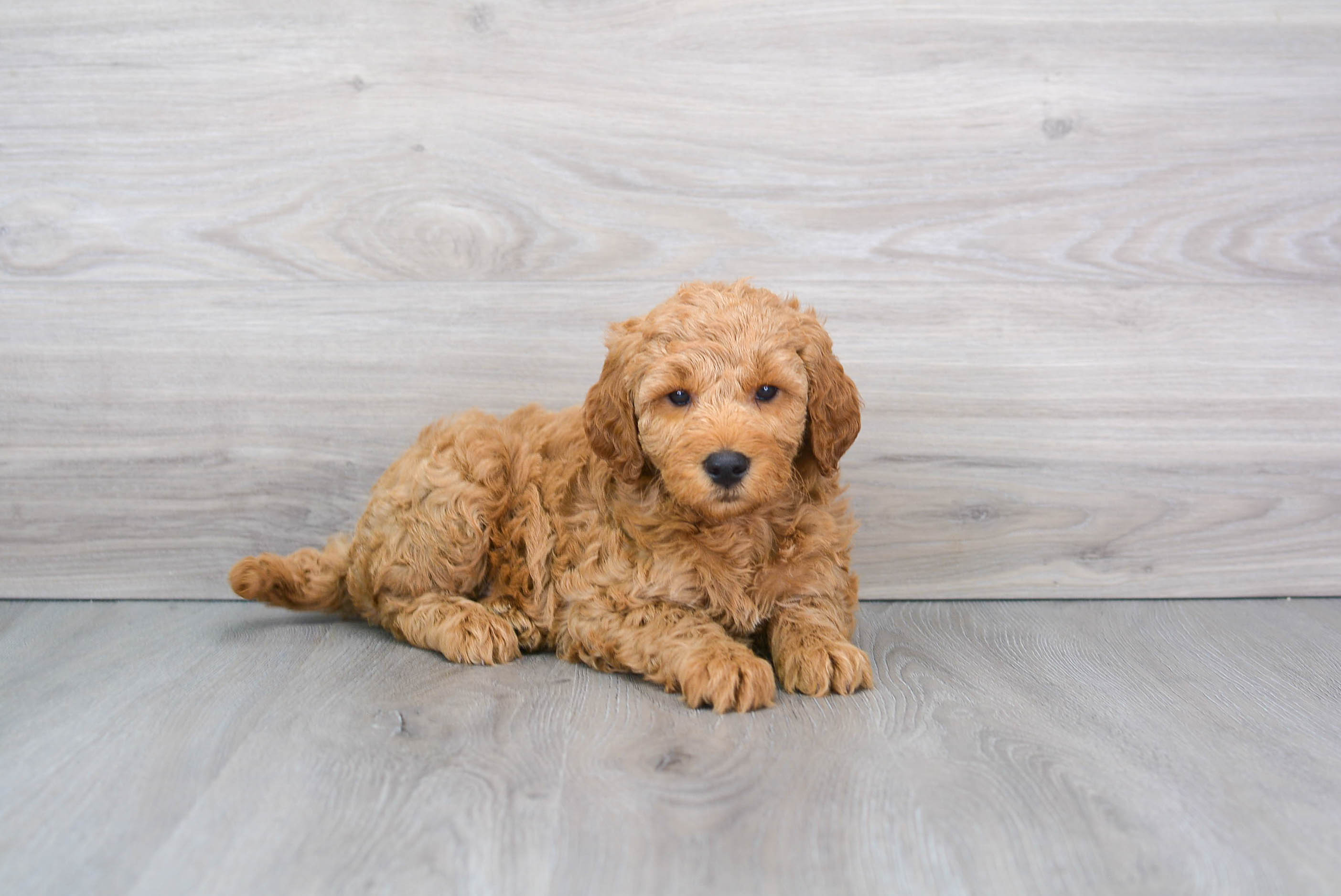 Mini Goldendoodle Pup Being Cute